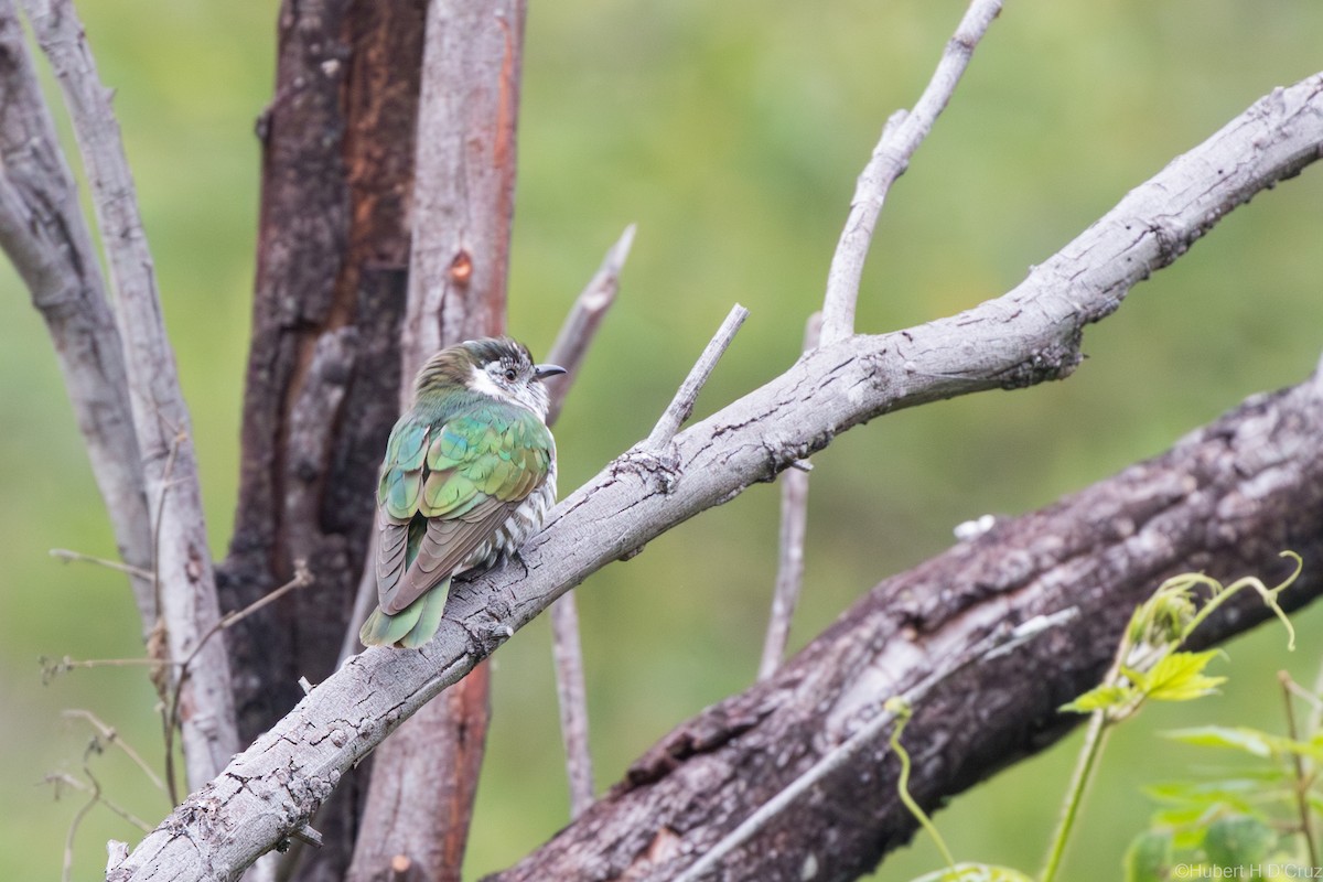 kukačka blýskavá - ML644915812