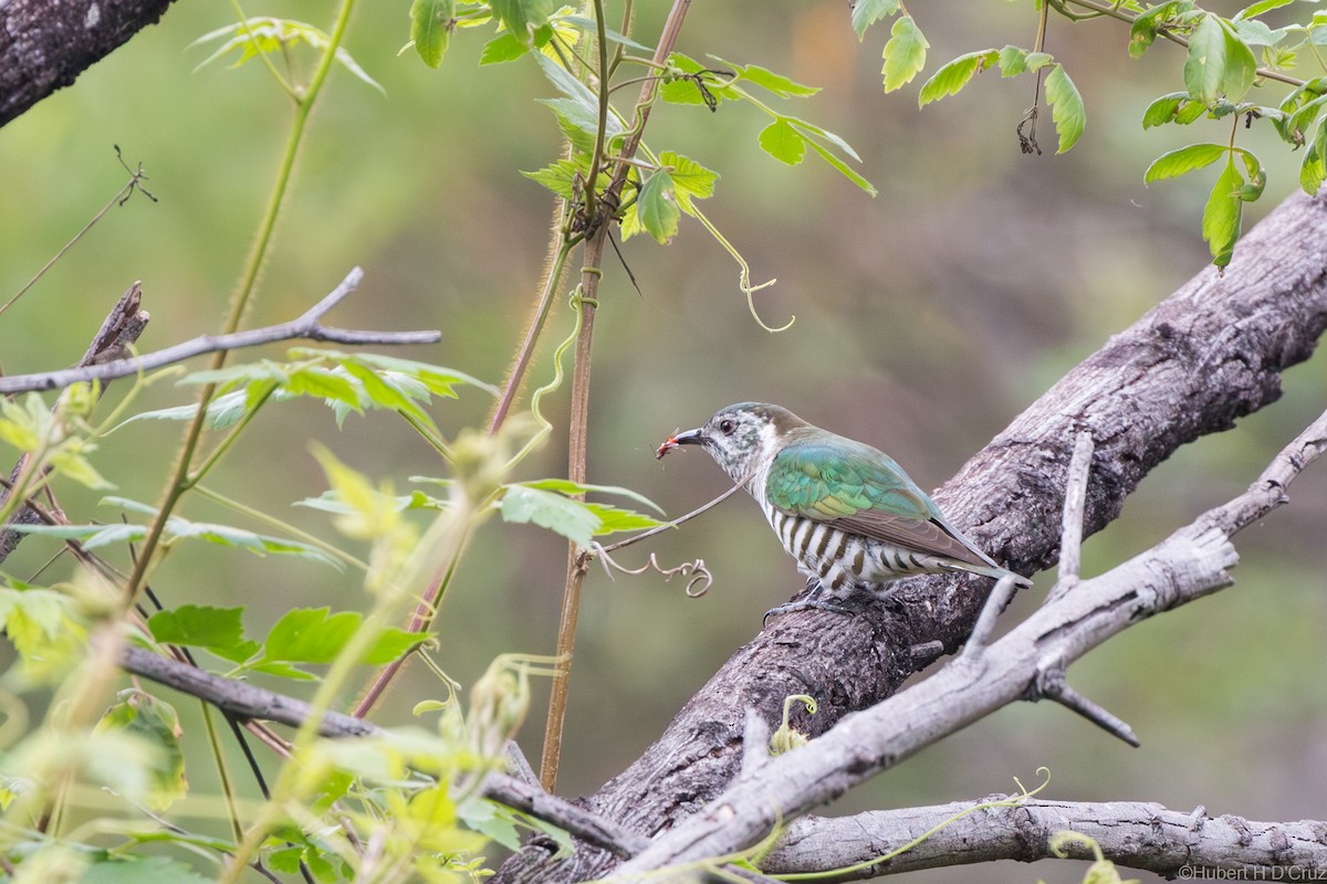 kukačka blýskavá - ML644915813