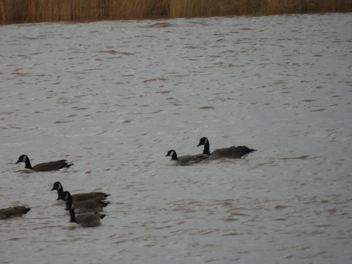 Cackling Goose - ML644915815