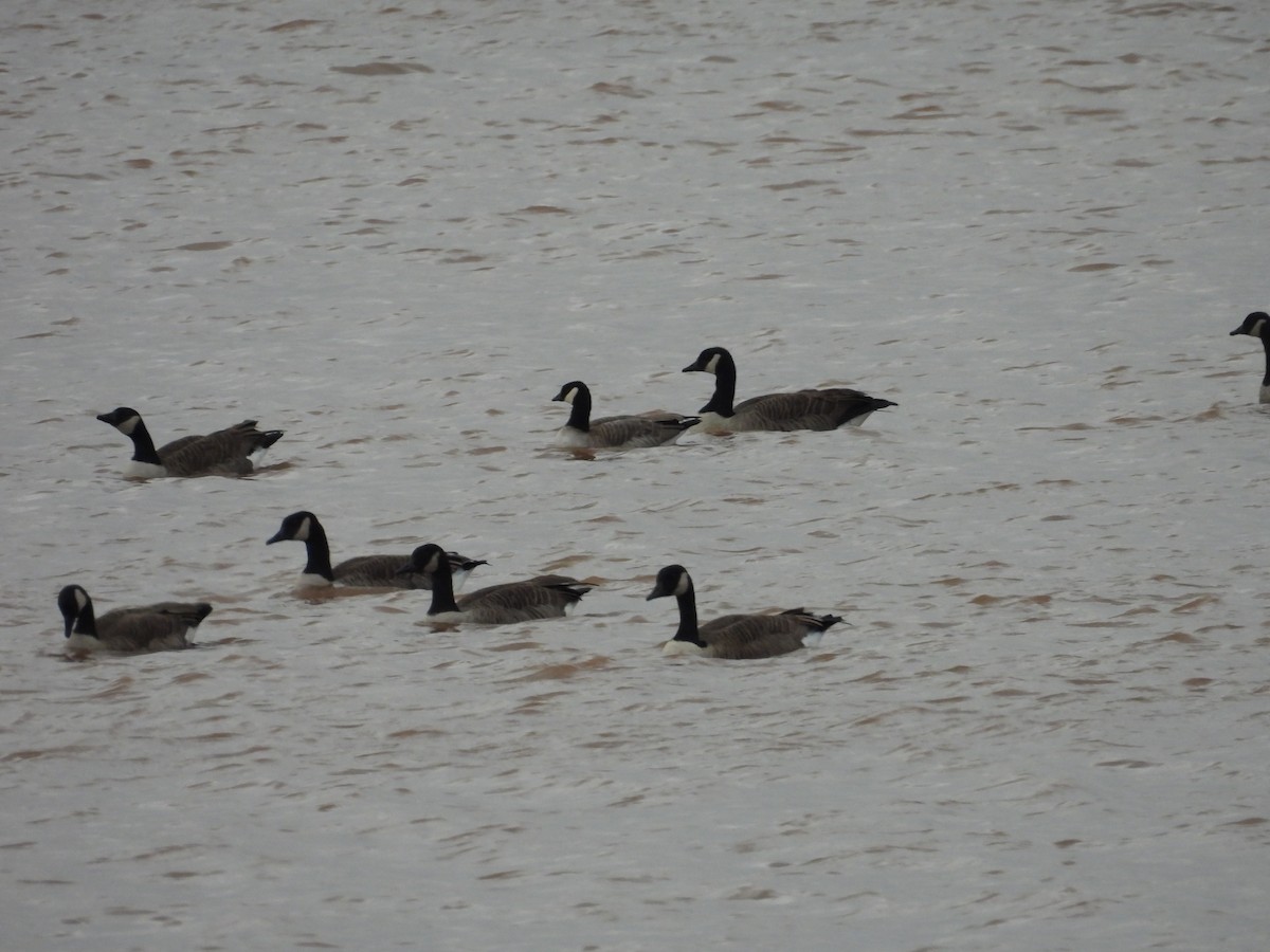 Cackling Goose - ML644915816