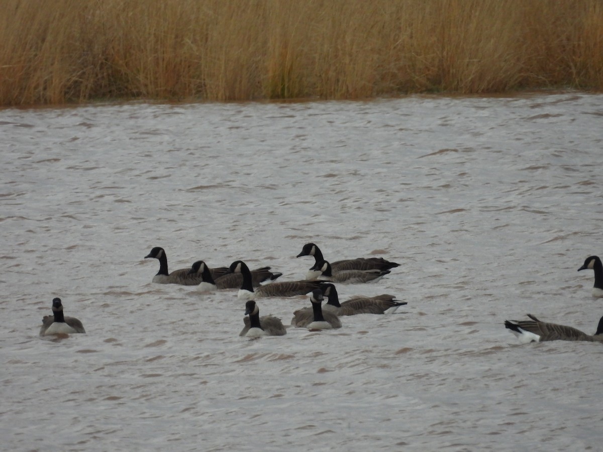 Cackling Goose - ML644915817