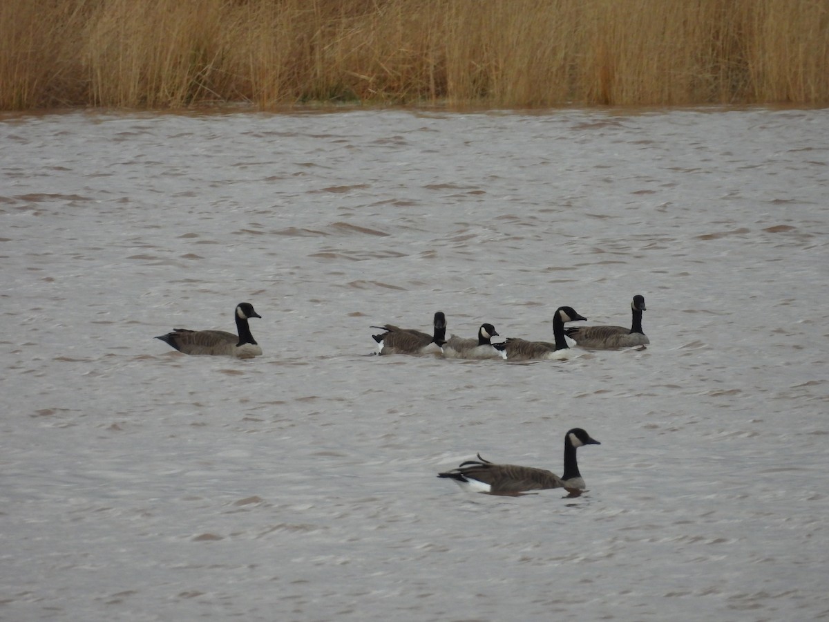 Cackling Goose - ML644915819