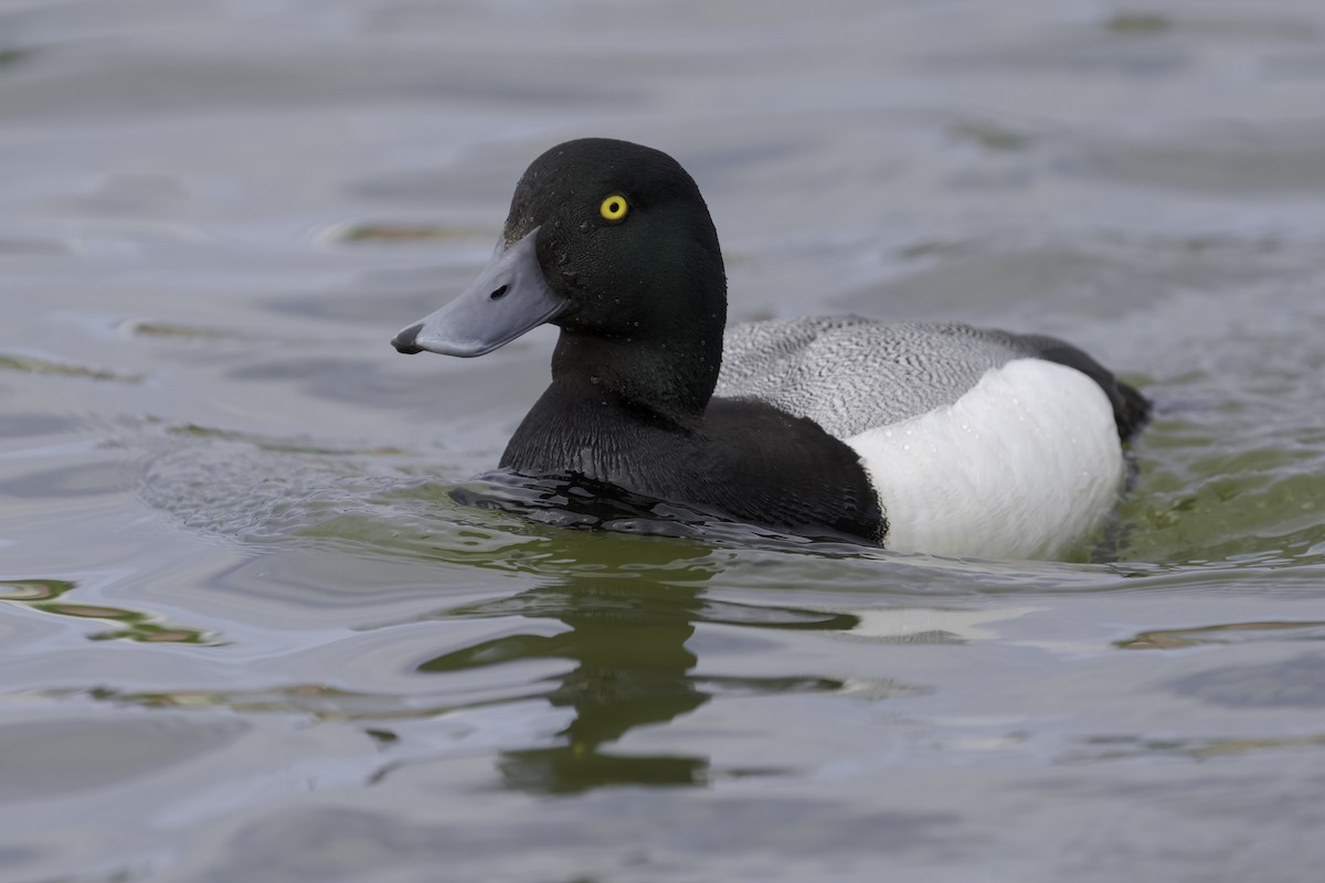 bergand - ML644915824