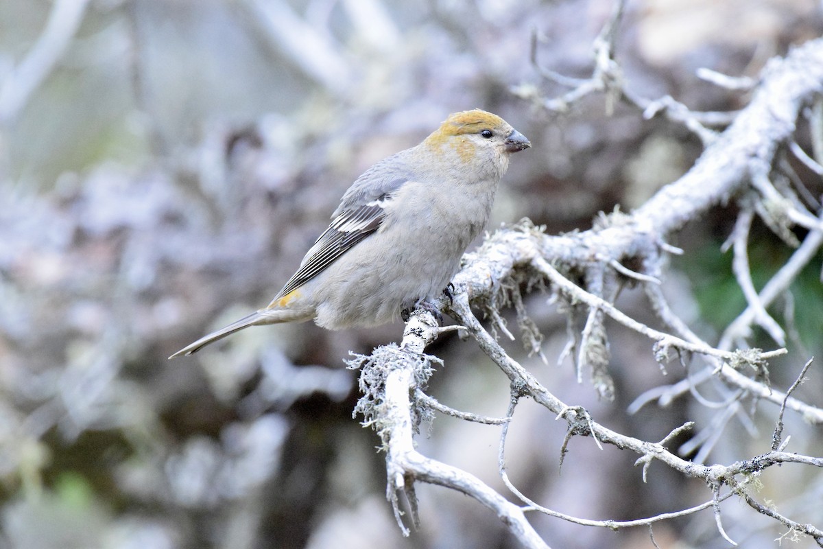 Pine Grosbeak - ML644915826
