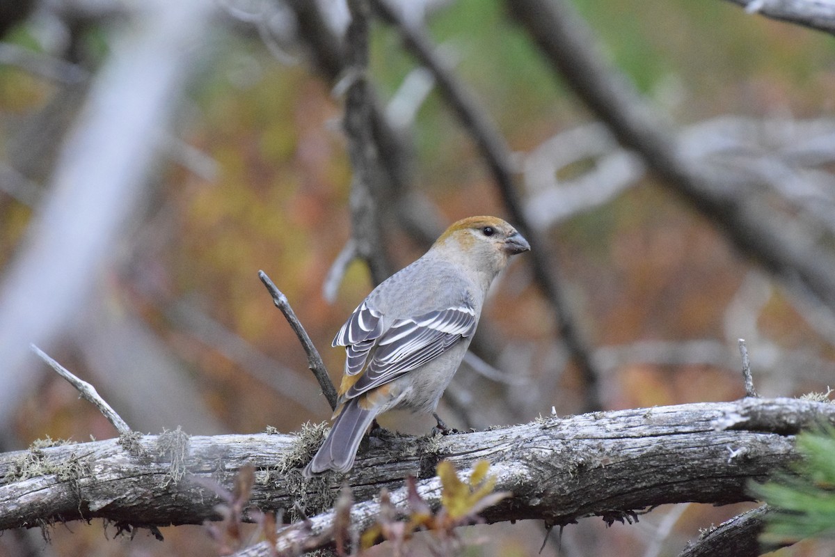 Pine Grosbeak - ML644915827