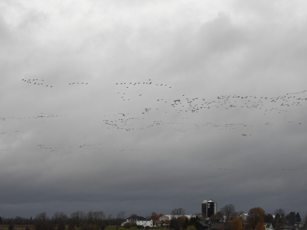 Canada Goose - ML644915828