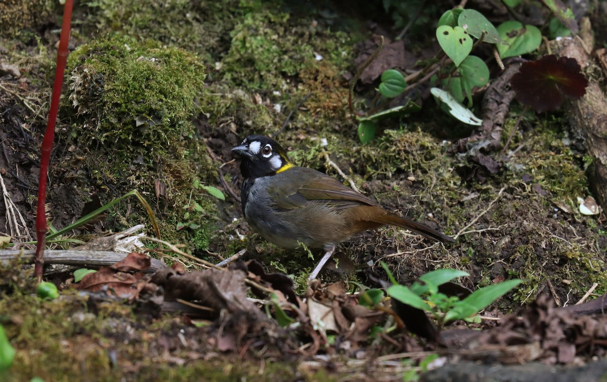 Tohi oreillard - ML644915833