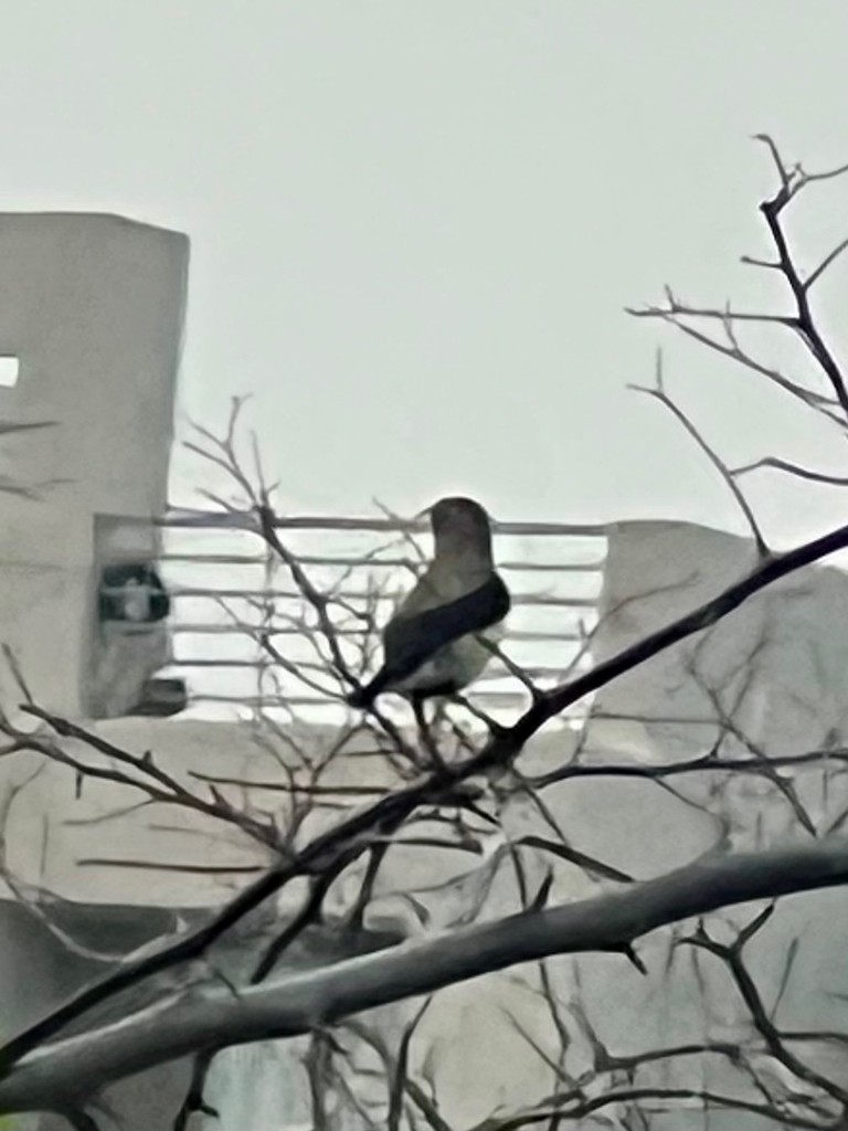 Souimanga asiatique - ML644915834