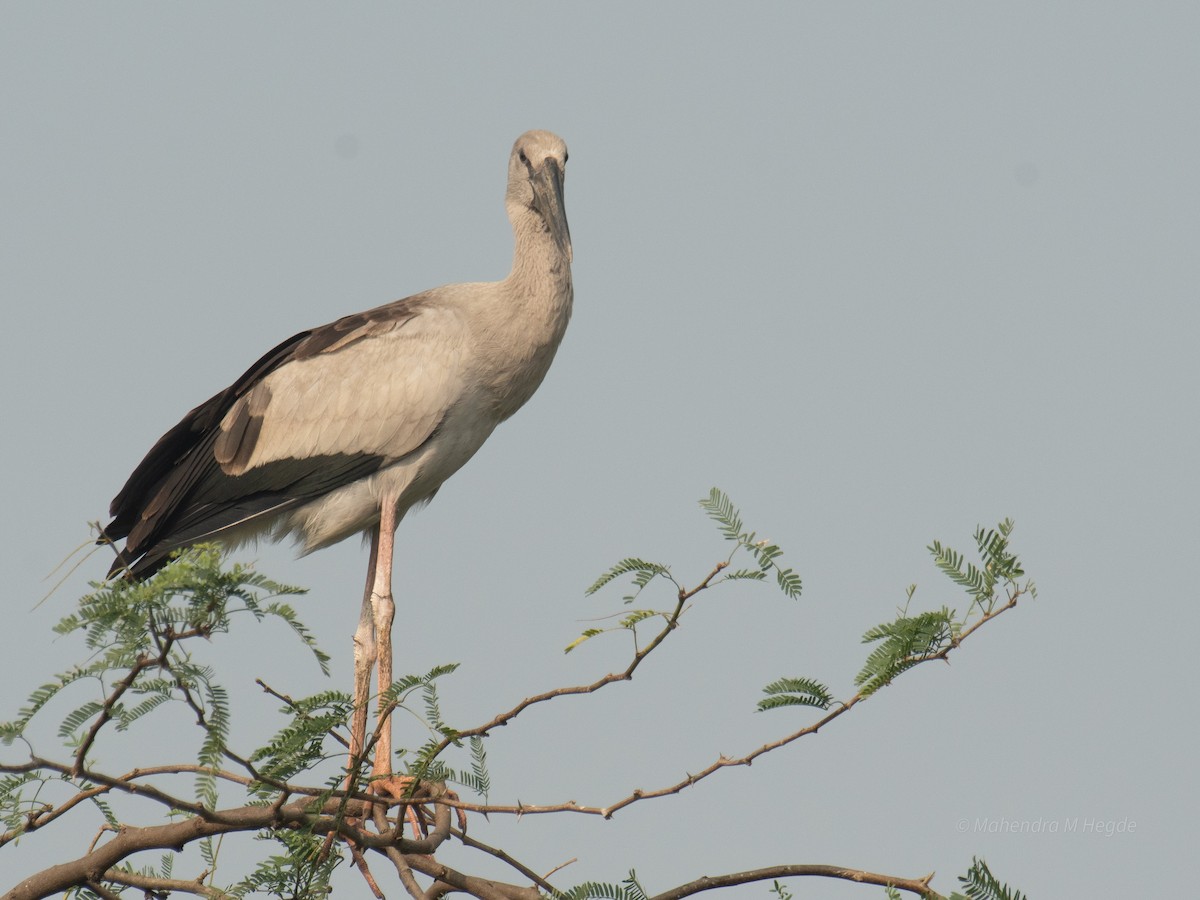 Bec-ouvert indien - ML644915835