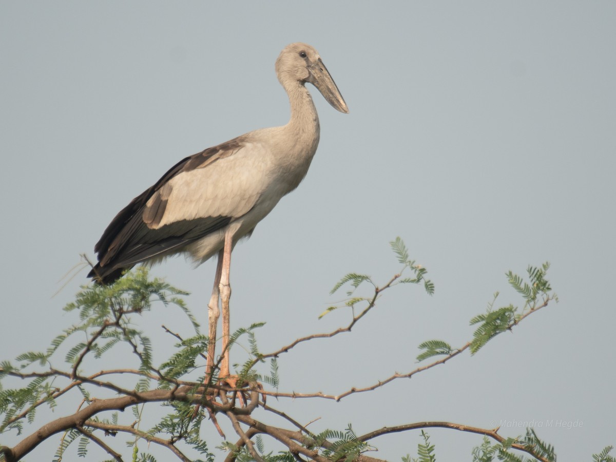 Bec-ouvert indien - ML644915836