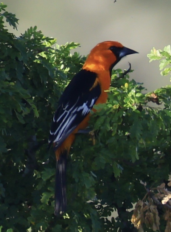 Oriole à gros bec - ML644915838