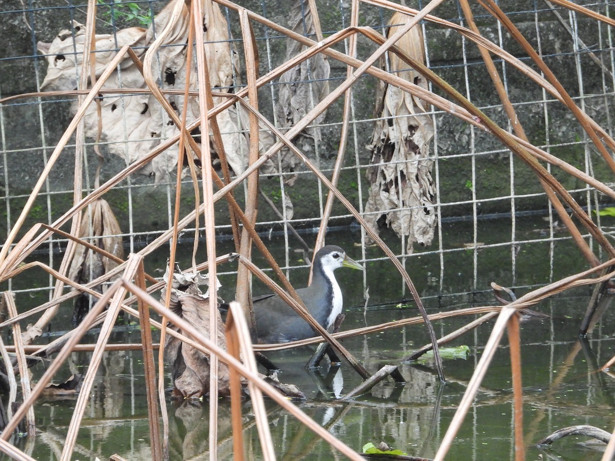 Râle à poitrine blanche - ML644915839