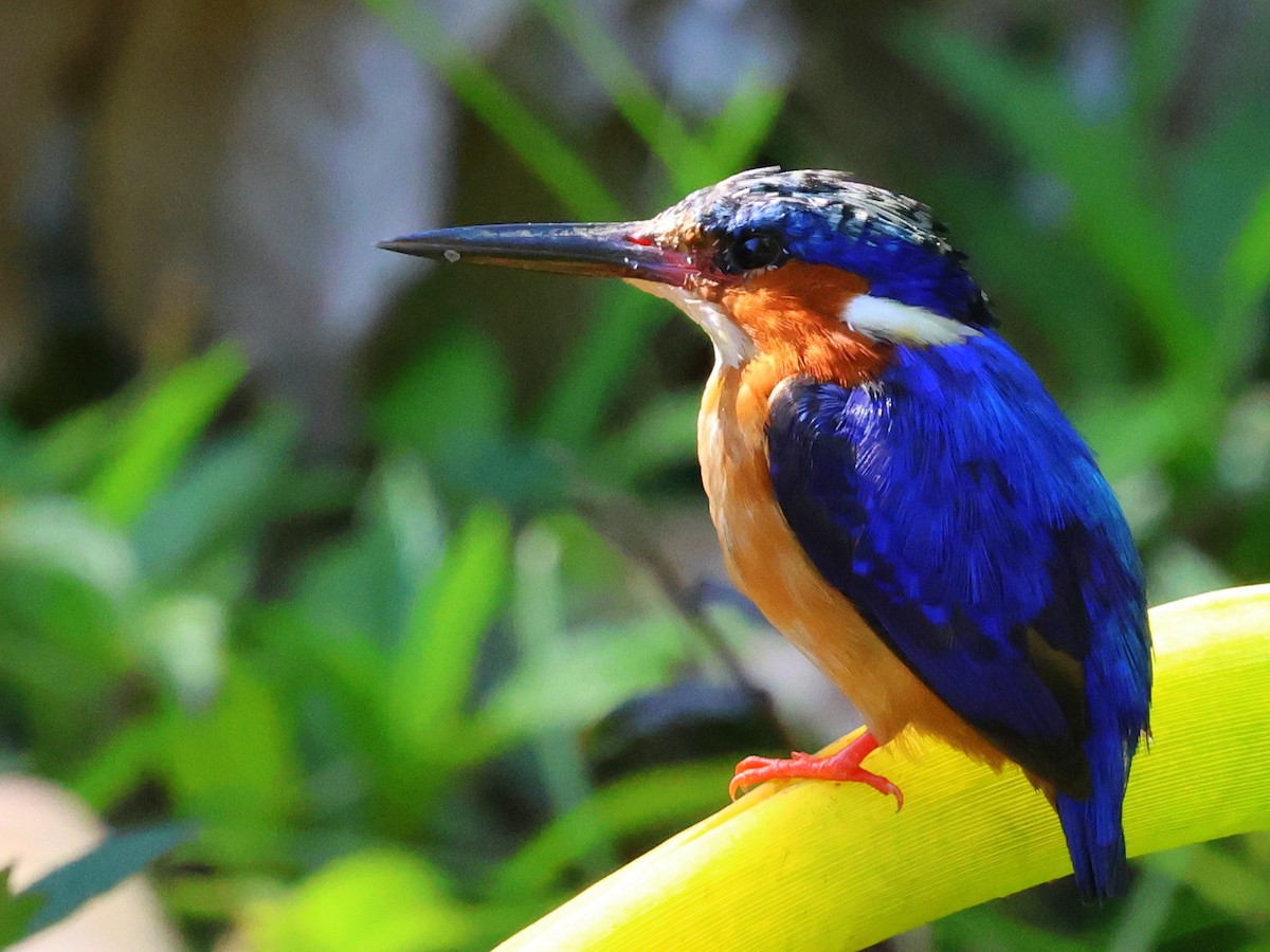 Martin-pêcheur vintsi - ML644915840