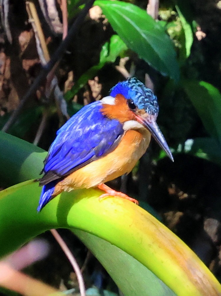 Martin-pêcheur vintsi - ML644915841