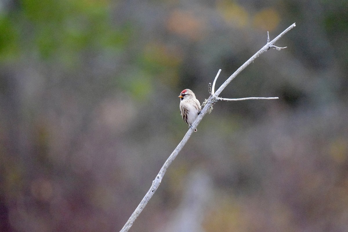 Sizerin flammé - ML644915843