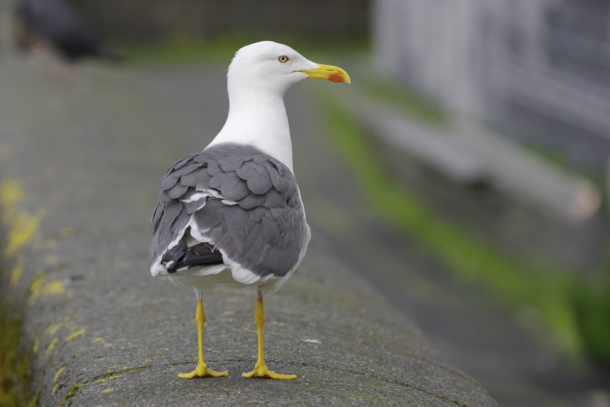 Goéland argenté - ML644915844