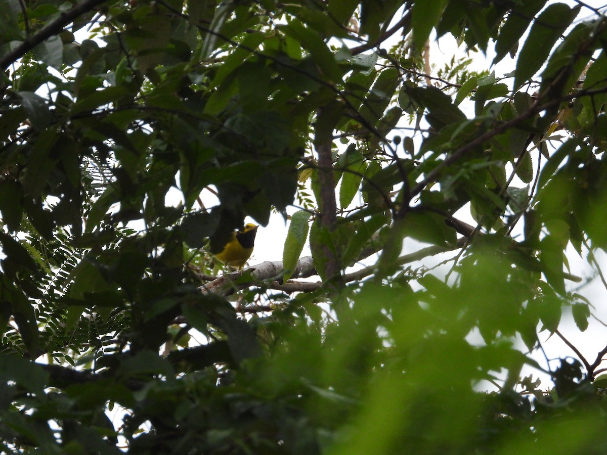 Hooded Warbler - ML644915845