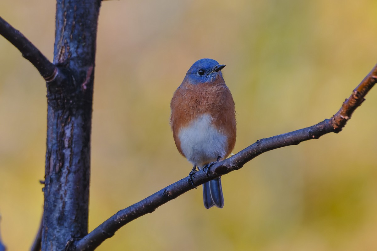 Merlebleu de l'Est - ML644915846