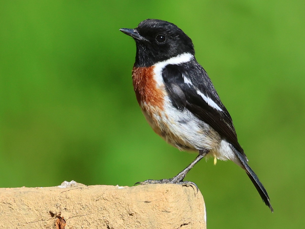 Tarier d'Afrique (sibilla) - ML644915847