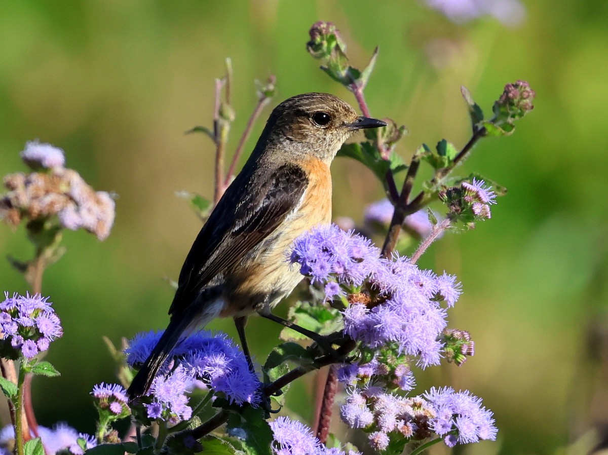 Tarier d'Afrique (sibilla) - ML644915848