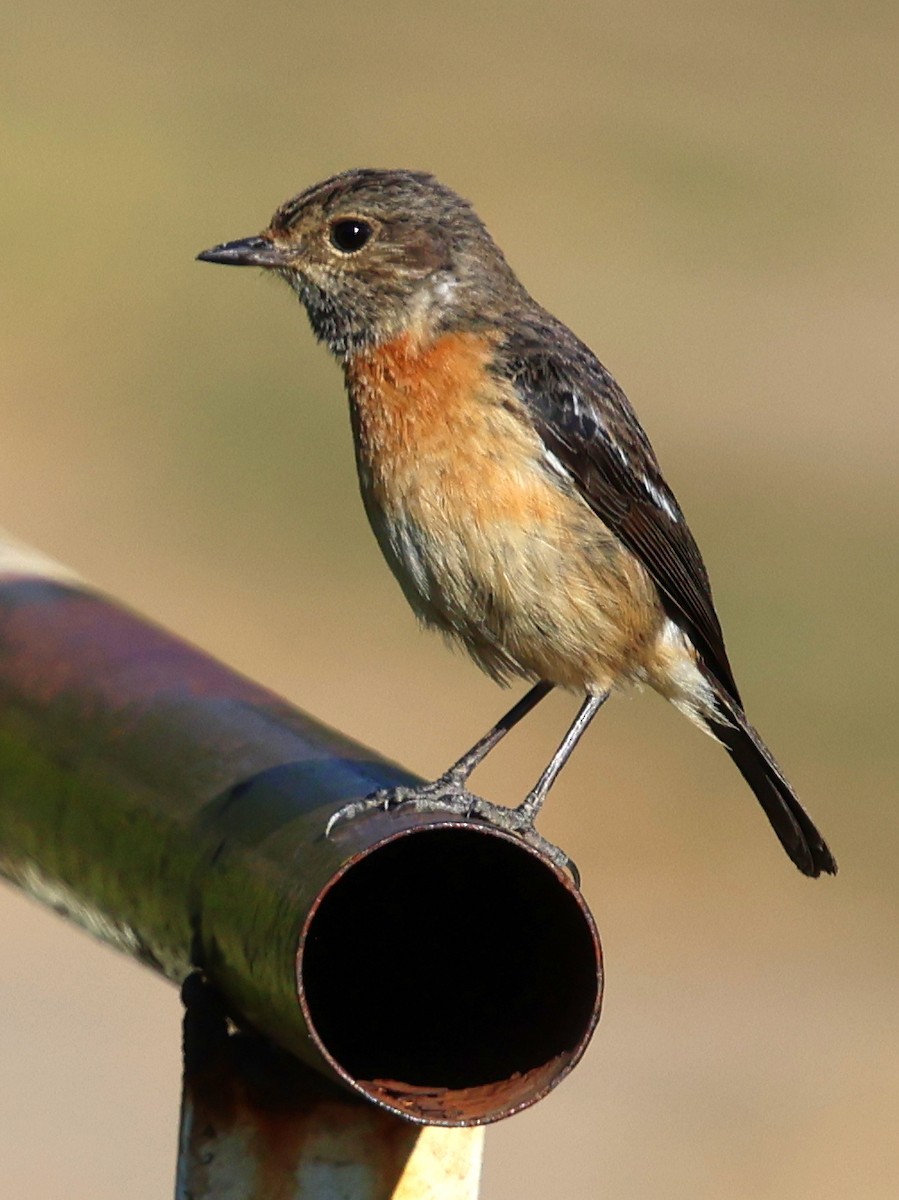 Tarier d'Afrique (sibilla) - ML644915849