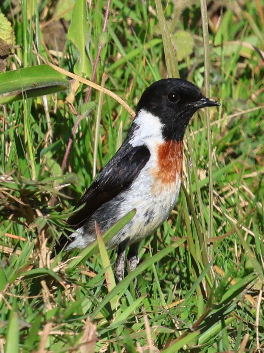 Tarier d'Afrique (sibilla) - ML644915850