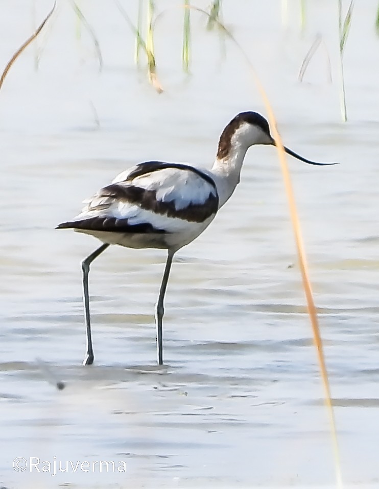 Pied Avocet - ML644915852