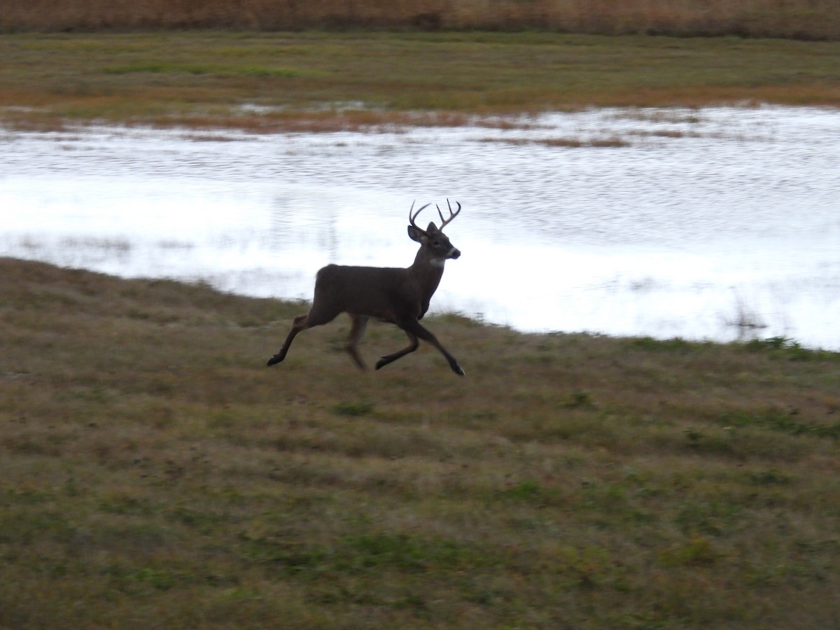 White-tailed Deer - ML644915853