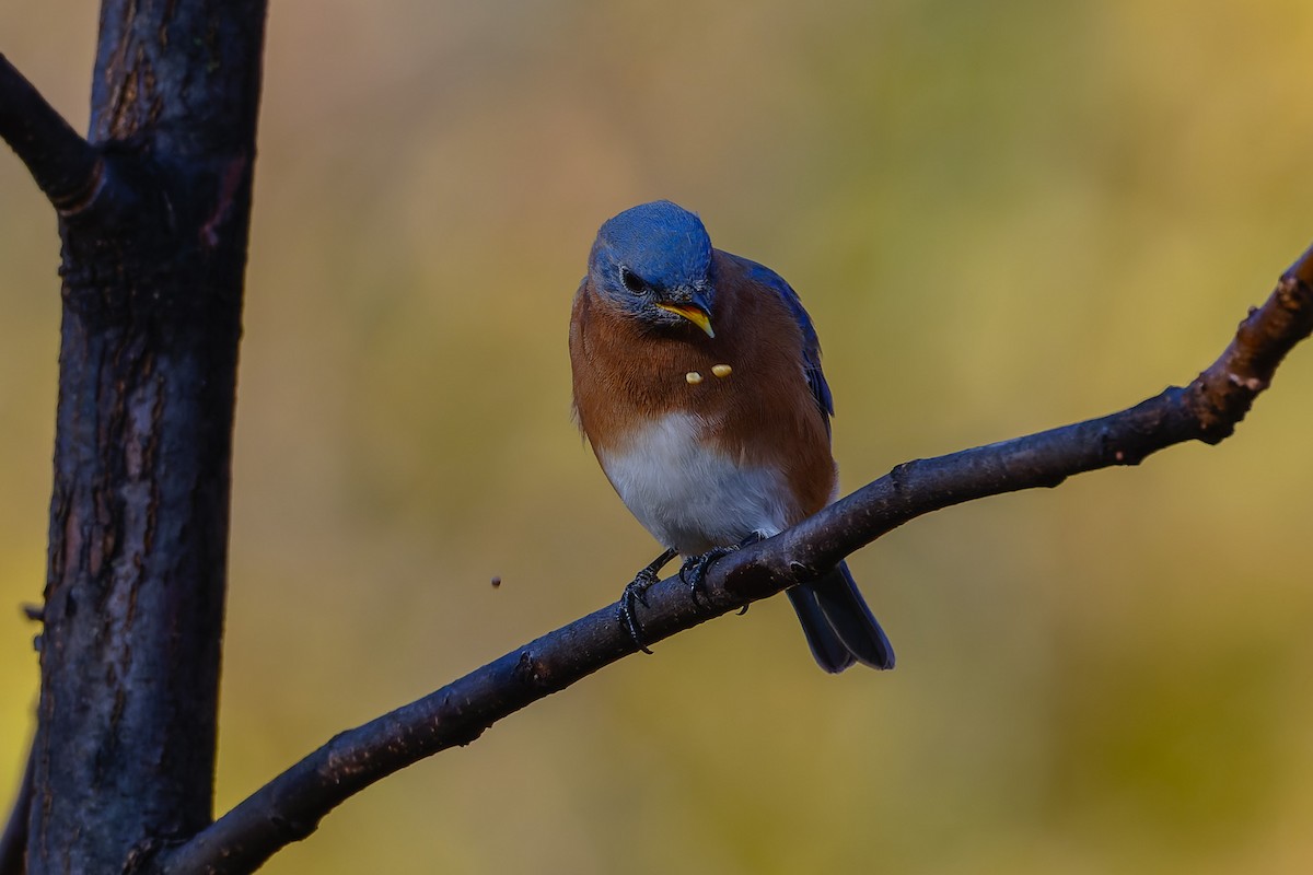 Merlebleu de l'Est - ML644915854