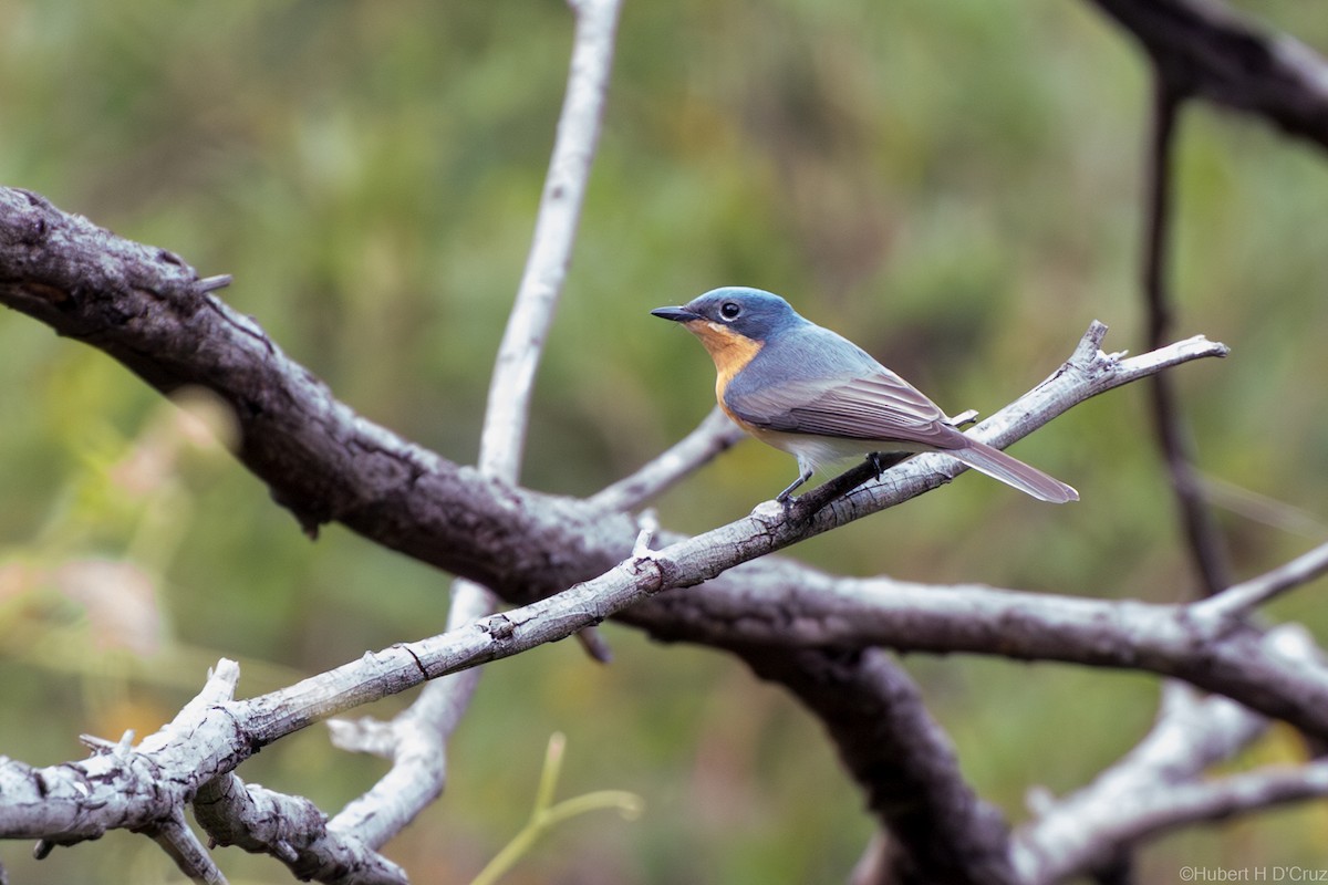 Monarque rougegorge - ML644915855