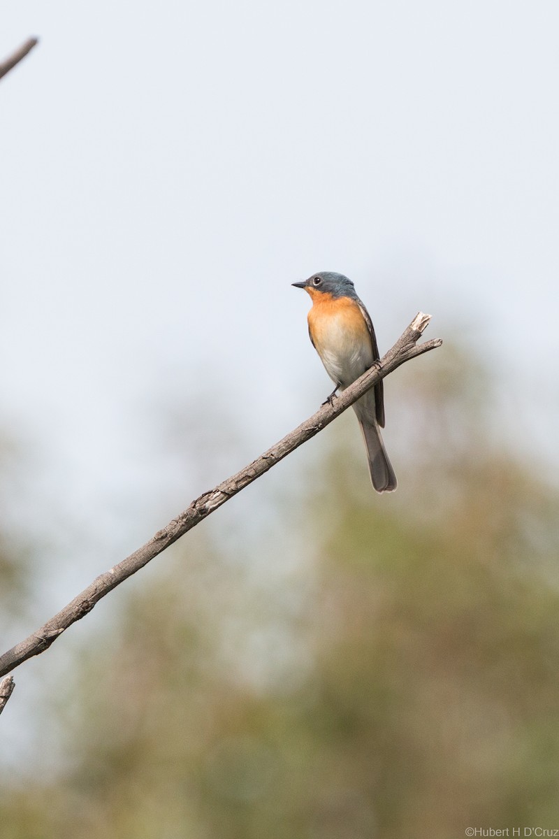 Monarque rougegorge - ML644915856