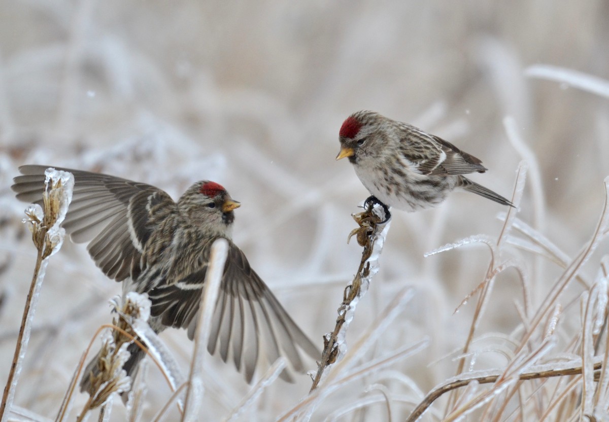 Sizerin flammé (flammea/rostrata/islandica) - ML644915857