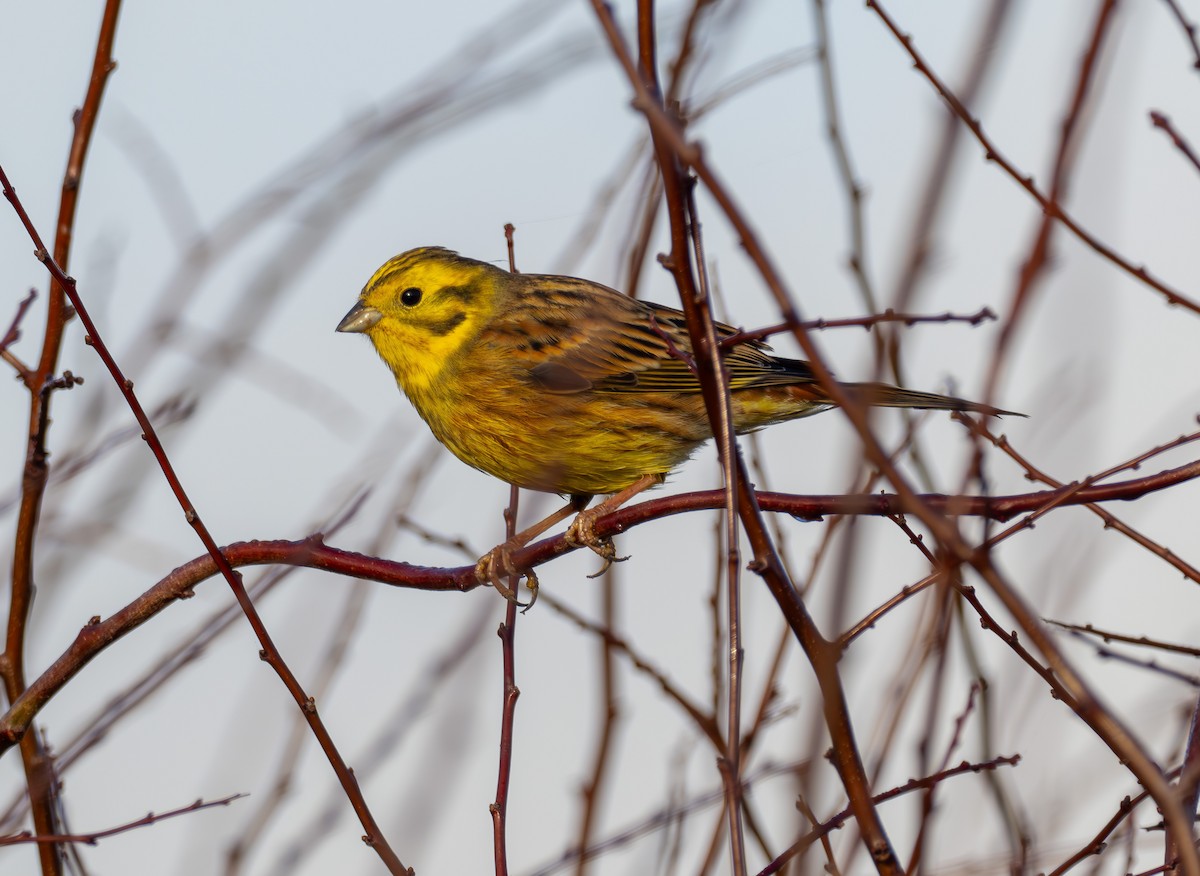 Bruant jaune - ML644915858