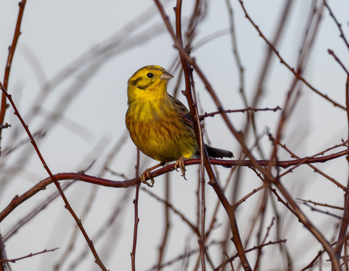 Bruant jaune - ML644915859