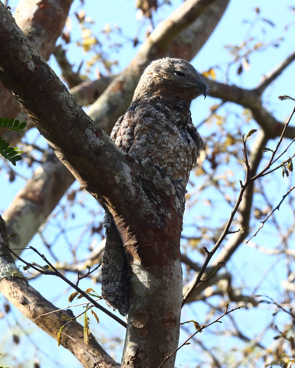 Grand Ibijau - ML644915860