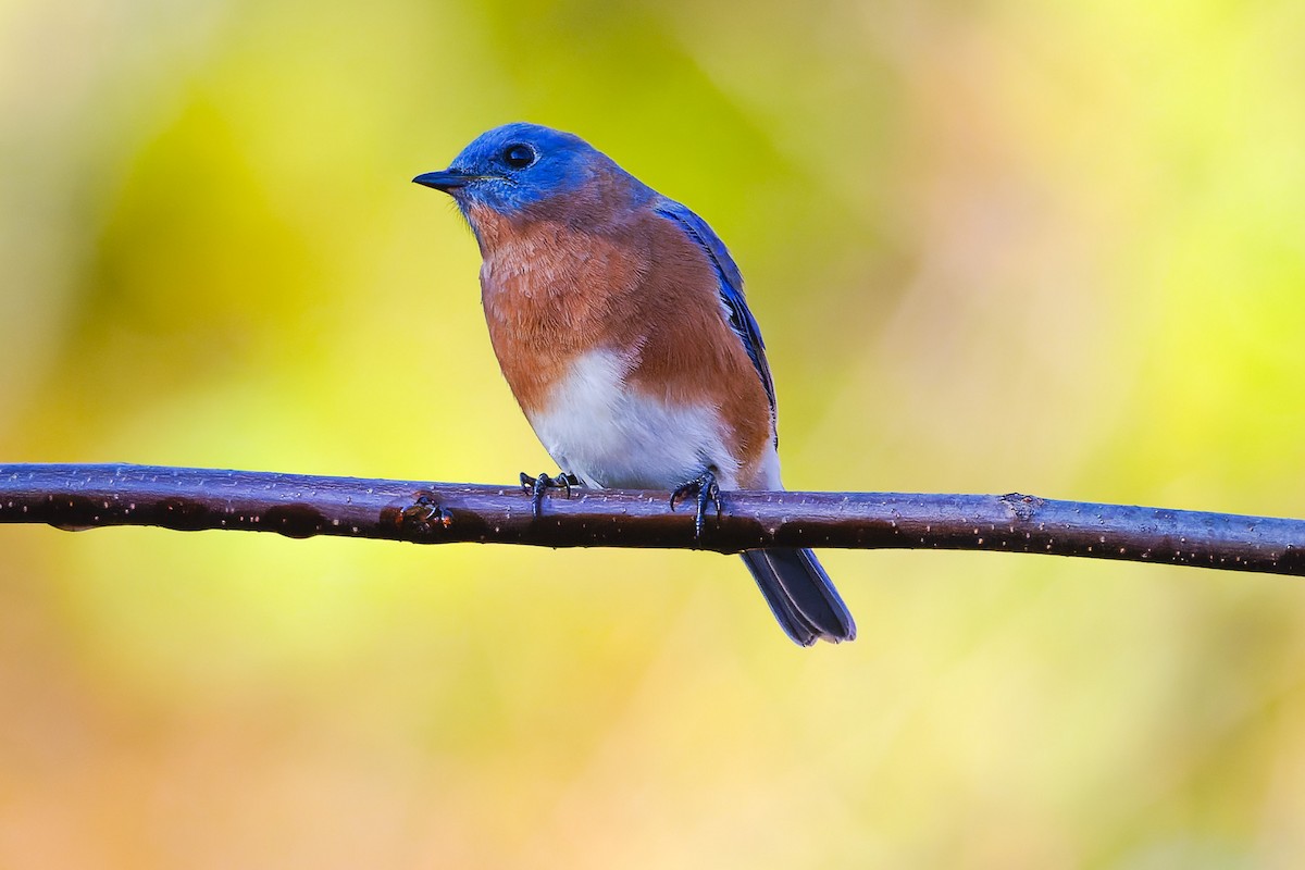 Merlebleu de l'Est - ML644915861