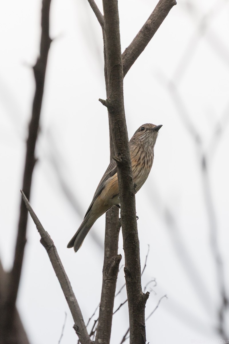 Siffleur itchong - ML644915862