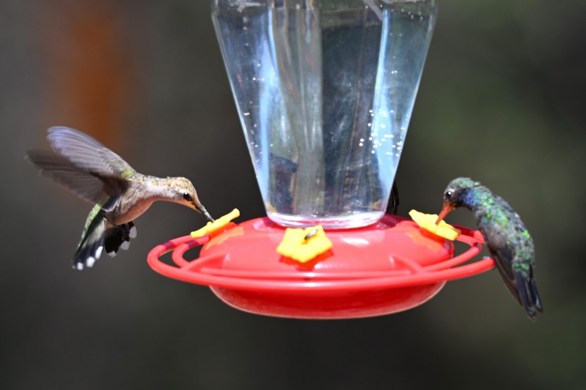 Colibri à gorge noire - ML644915863