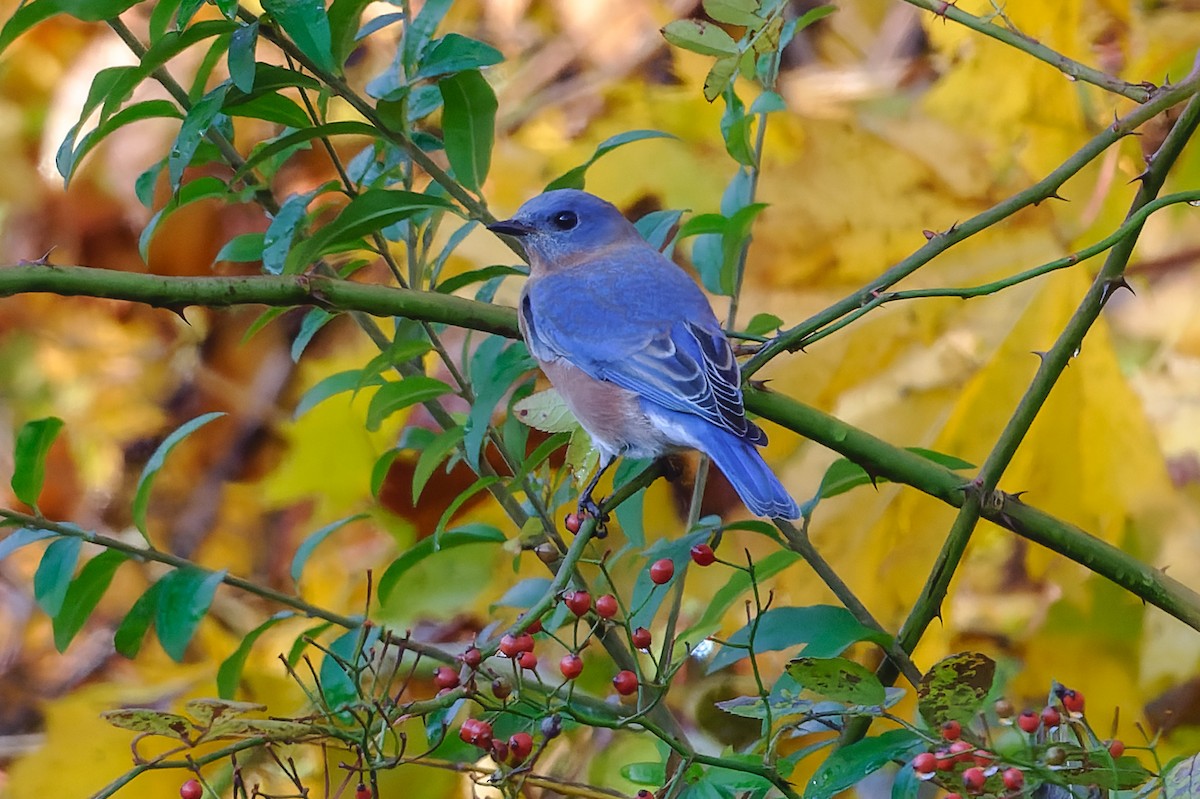 Merlebleu de l'Est - ML644915864