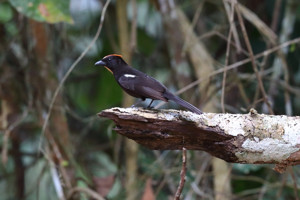 Tangara à huppe ignée - ML644915865