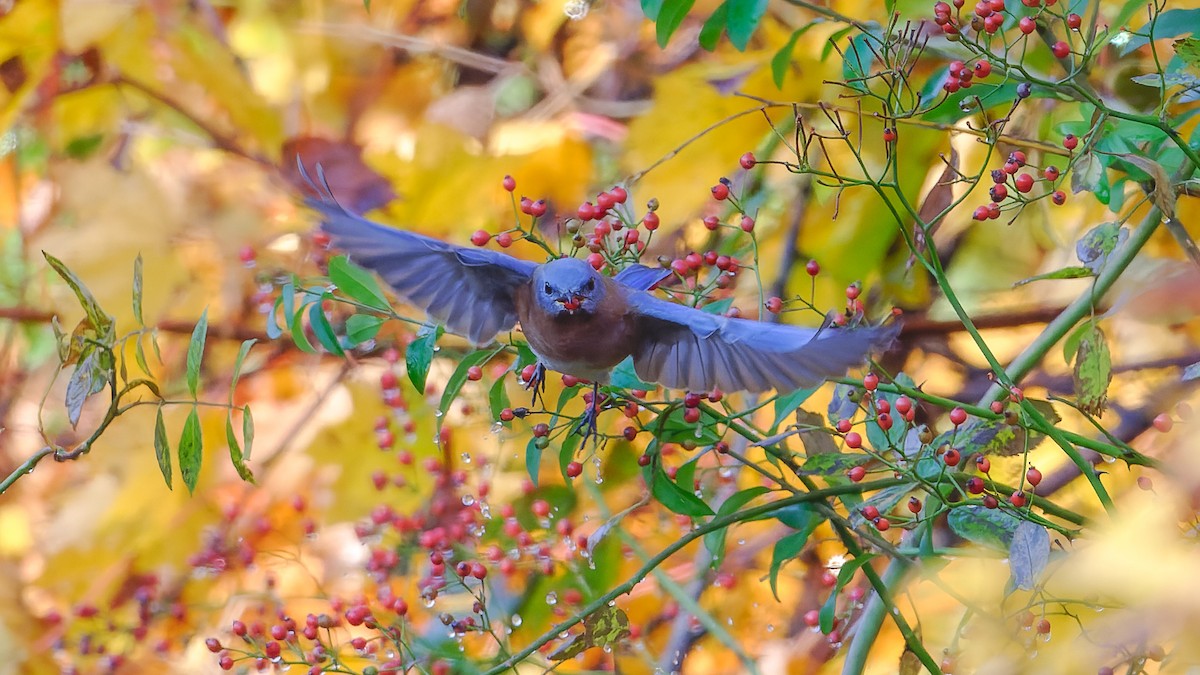 Merlebleu de l'Est - ML644915866