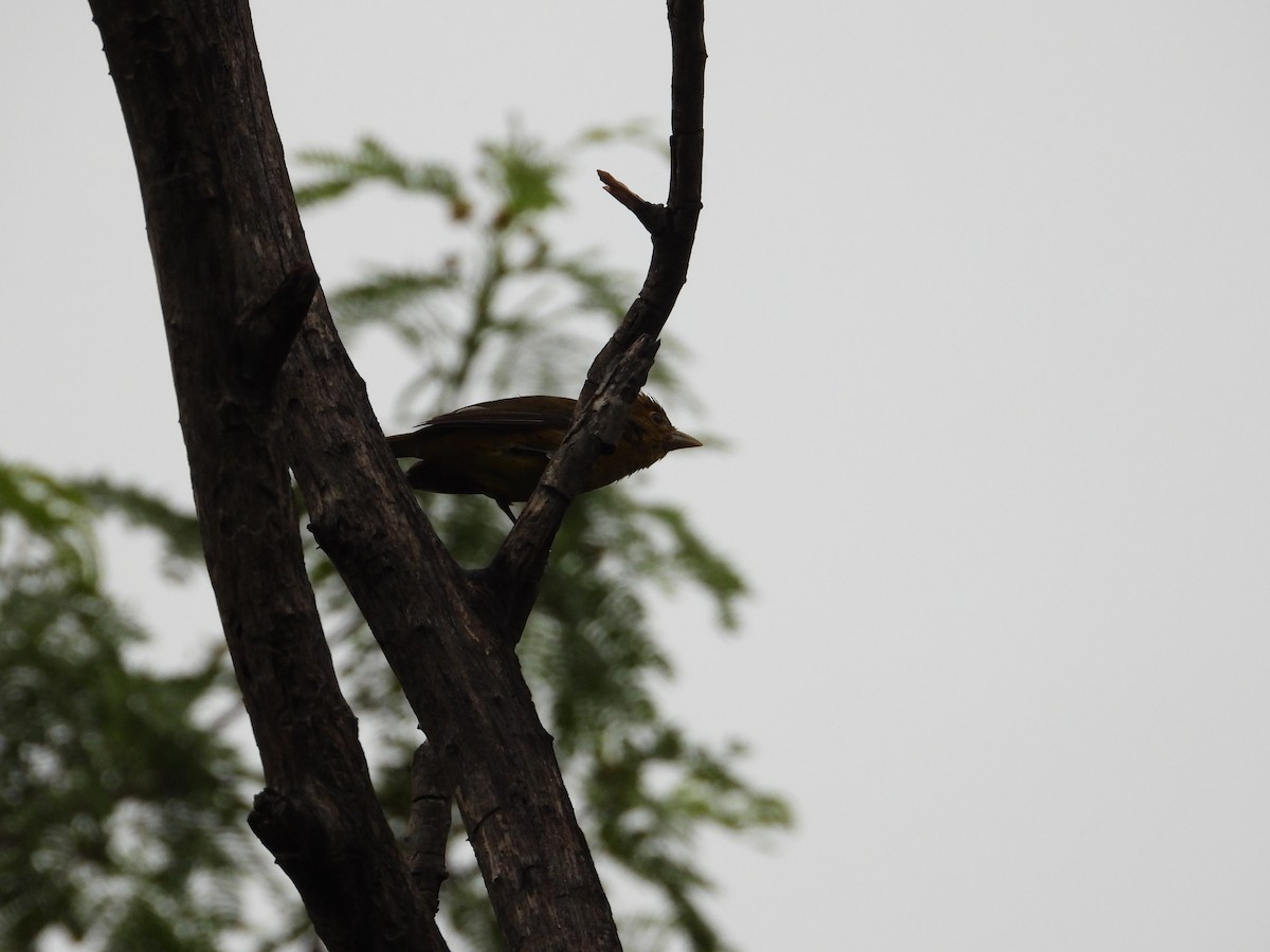 Summer Tanager - ML644915868