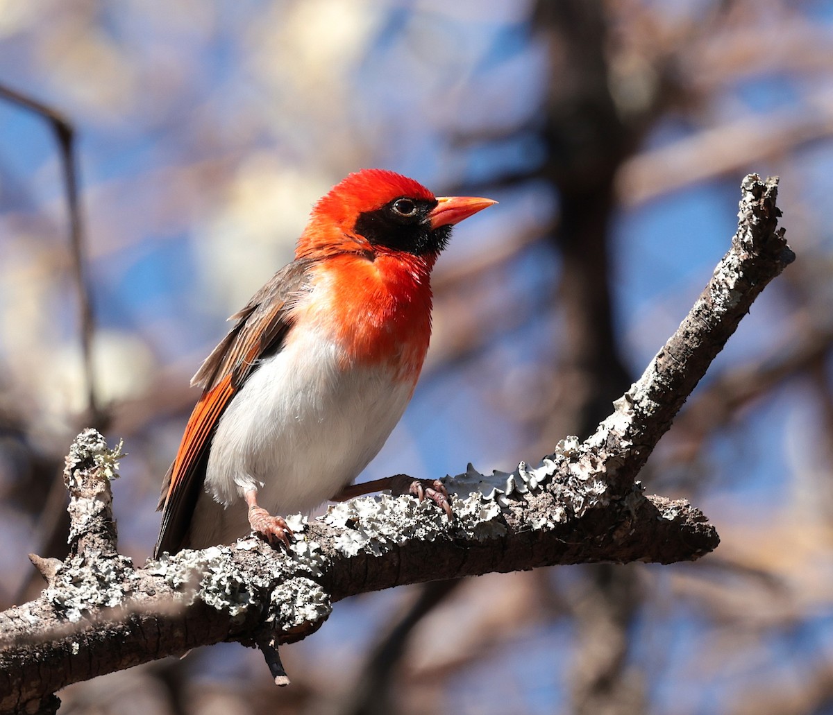 Anaplecte écarlate - ML644915871