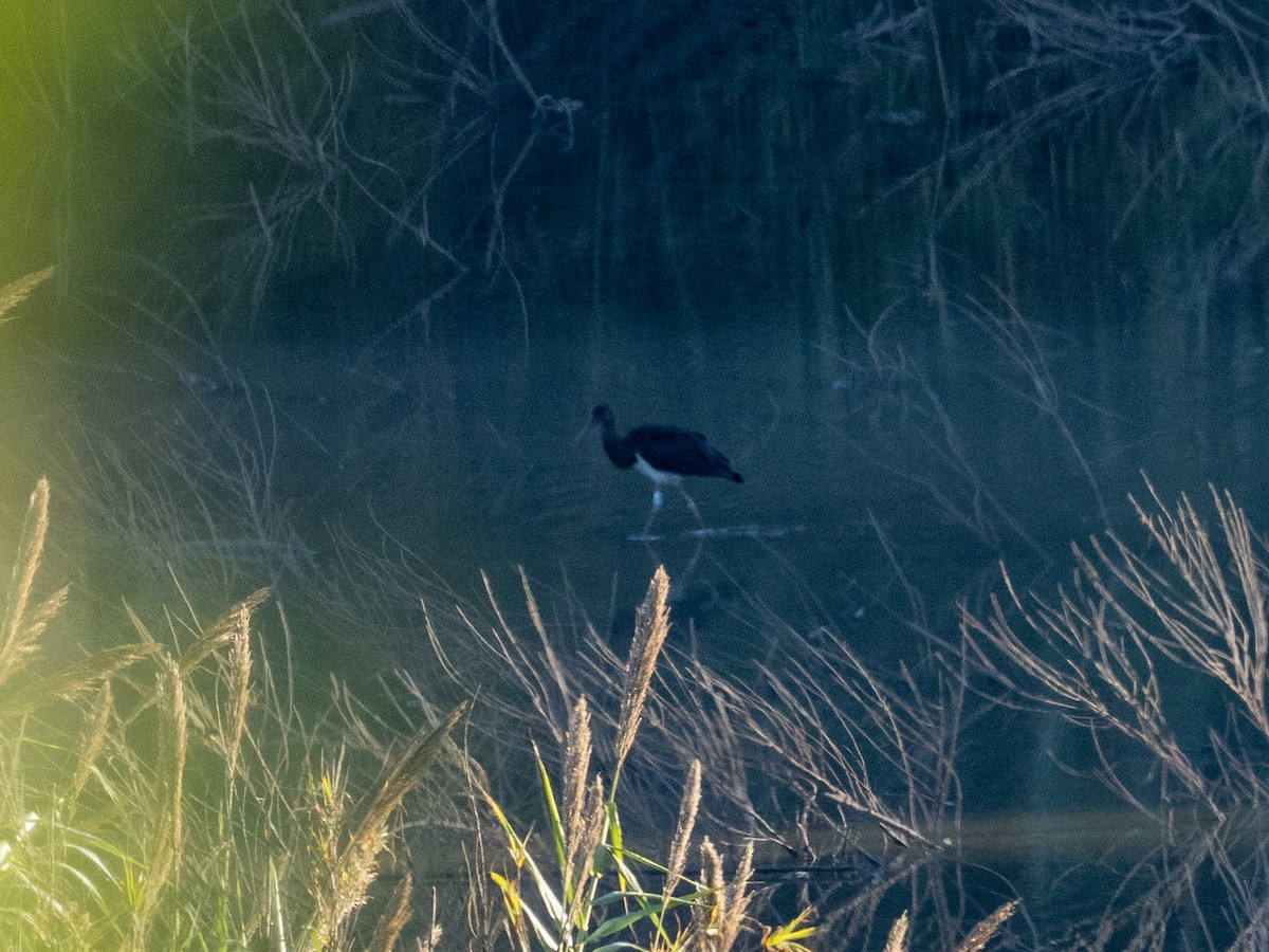 Black Stork - ML644915874