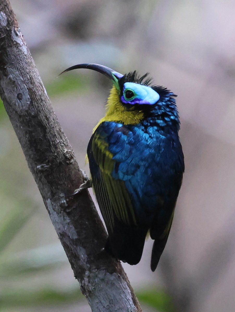 Common Sunbird-Asity - ML644915875