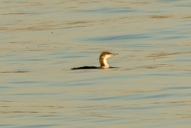 Pacific Loon - ML644915889