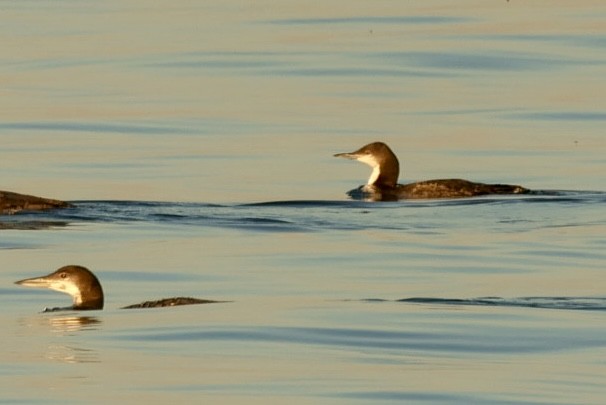Pacific Loon - ML644915890