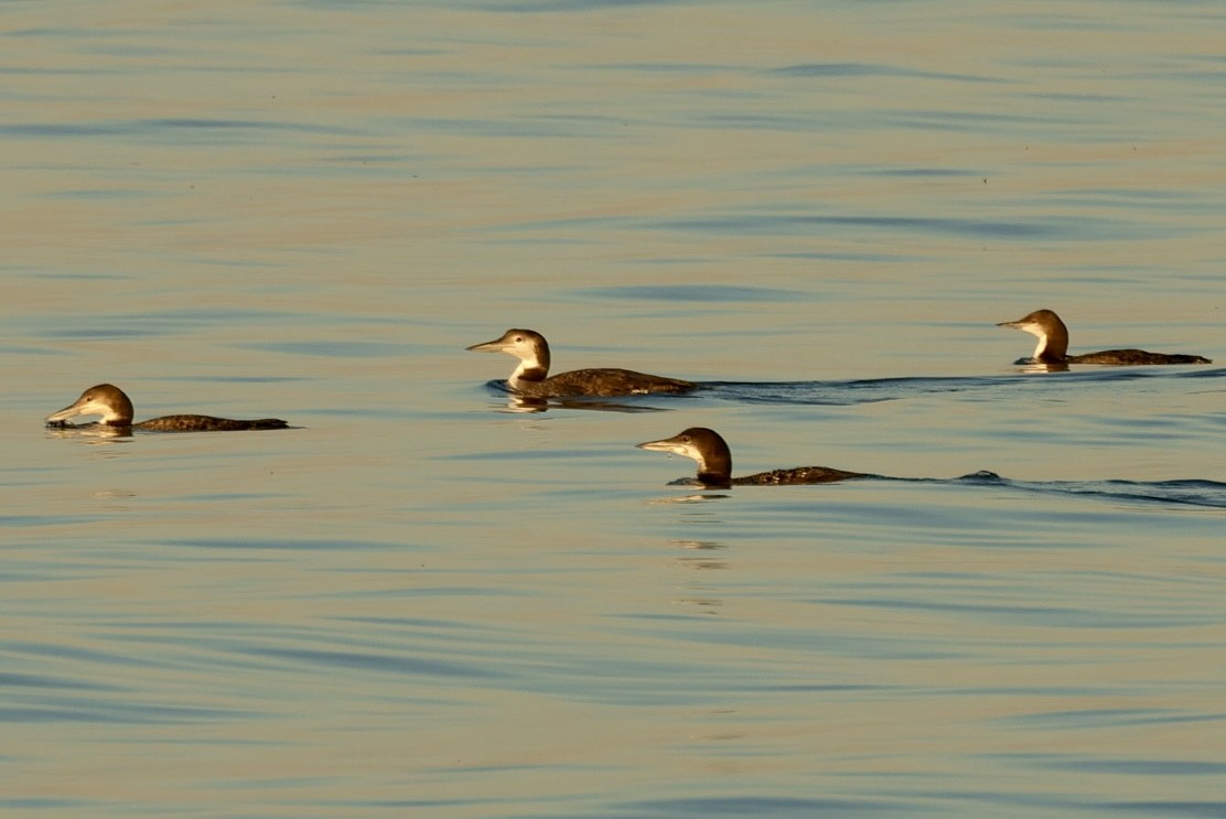 Pacific Loon - ML644915891