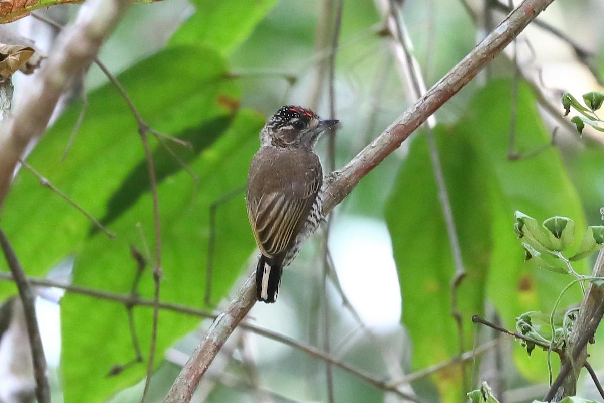 Carpinterito Variable - ML644915895