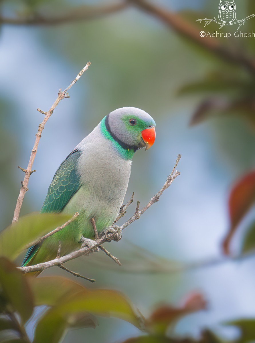 Malabar Parakeet - ML644915897